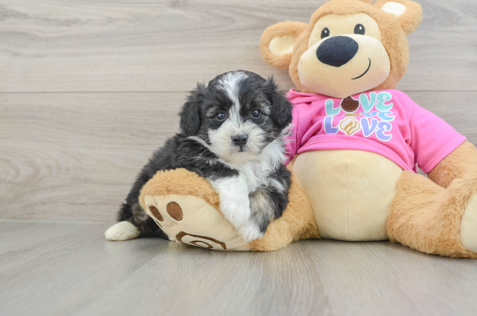 5 week old Aussiechon Puppy For Sale - Windy City Pups