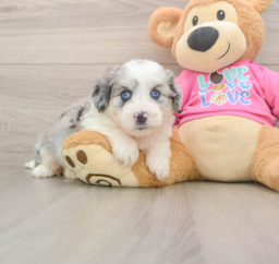 5 week old Aussiechon Puppy For Sale - Windy City Pups