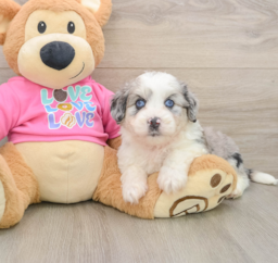 5 week old Aussiechon Puppy For Sale - Windy City Pups