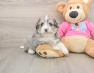 7 week old Aussiechon Puppy For Sale - Windy City Pups