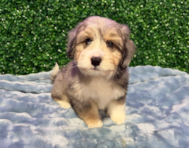 10 week old Aussiechon Puppy For Sale - Windy City Pups