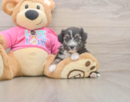 5 week old Aussiechon Puppy For Sale - Windy City Pups