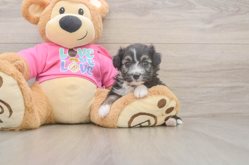 5 week old Aussiechon Puppy For Sale - Windy City Pups