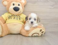 8 week old Aussiechon Puppy For Sale - Windy City Pups