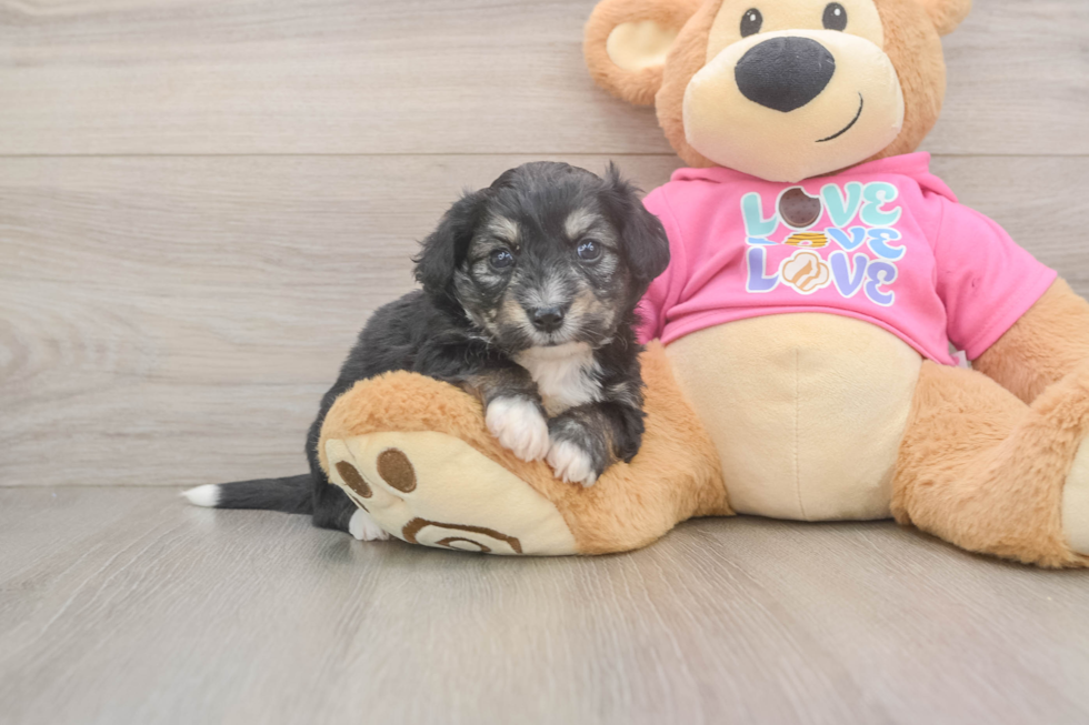Energetic Aussie Bichon Designer Puppy