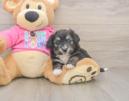 5 week old Aussiechon Puppy For Sale - Windy City Pups