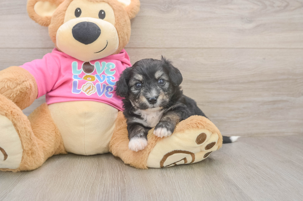 5 week old Aussiechon Puppy For Sale - Windy City Pups