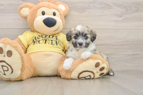 Energetic Aussie Bichon Designer Puppy