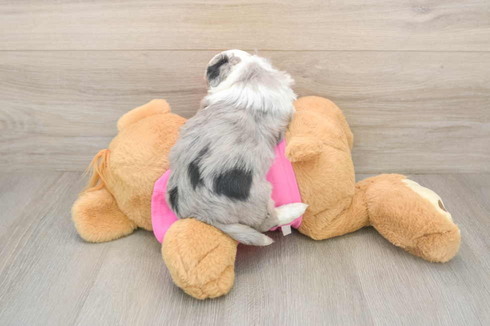 Hypoallergenic Aussie Bichon Designer Puppy