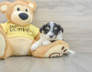 8 week old Aussiechon Puppy For Sale - Windy City Pups