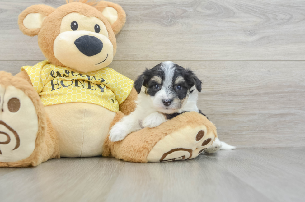 5 week old Aussiechon Puppy For Sale - Windy City Pups