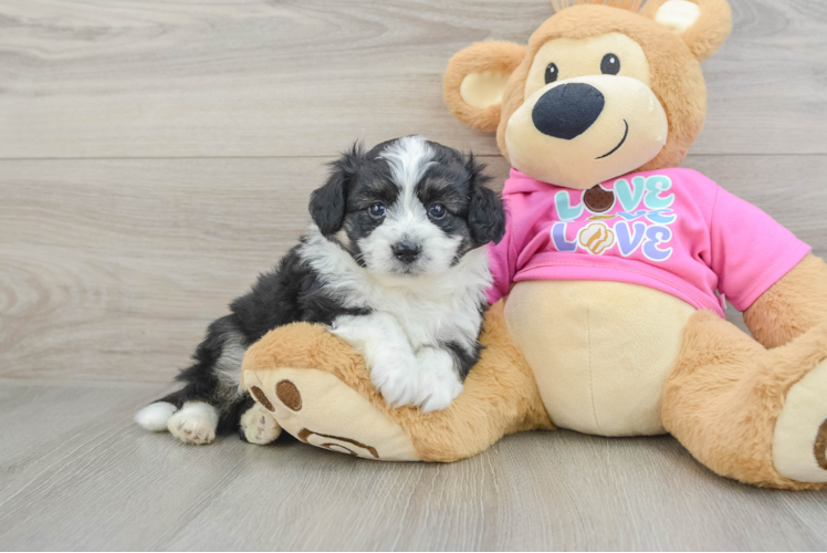 Aussiechon Puppy for Adoption