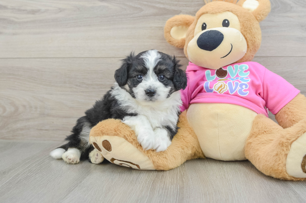 5 week old Aussiechon Puppy For Sale - Windy City Pups
