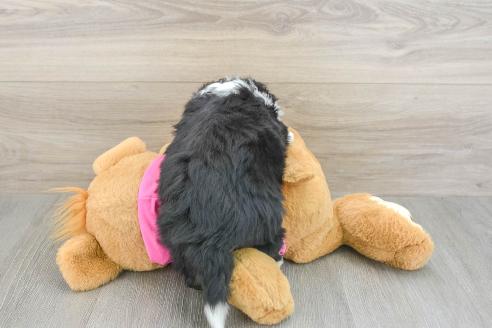 Aussiechon Puppy for Adoption