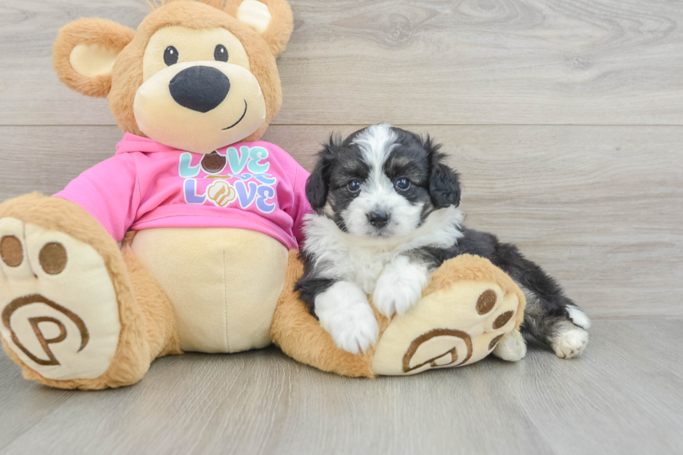 Fluffy Aussiechon Designer Pup