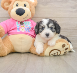 5 week old Aussiechon Puppy For Sale - Windy City Pups