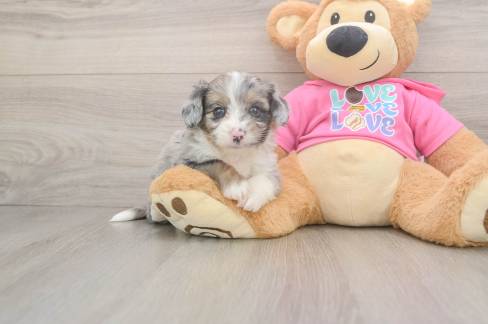 5 week old Aussiechon Puppy For Sale - Windy City Pups