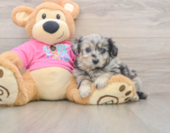 5 week old Aussiechon Puppy For Sale - Windy City Pups