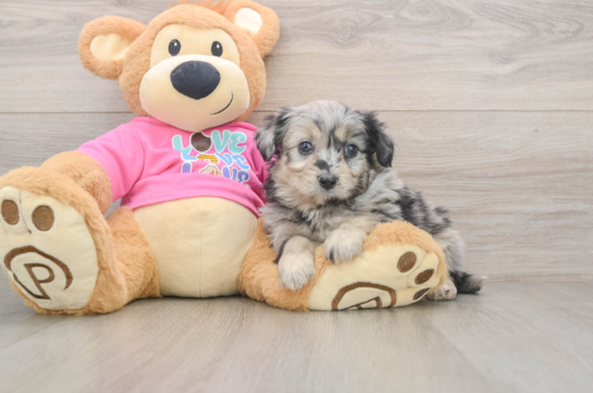 Aussiechon Pup Being Cute