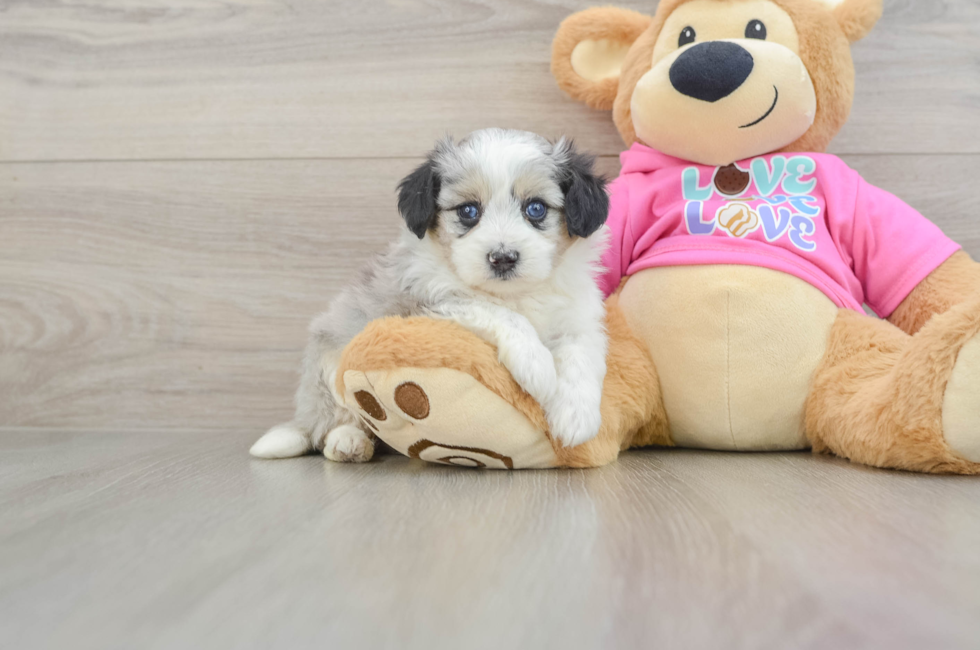 5 week old Aussiechon Puppy For Sale - Windy City Pups
