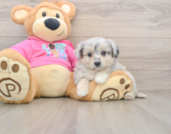 5 week old Aussiechon Puppy For Sale - Windy City Pups