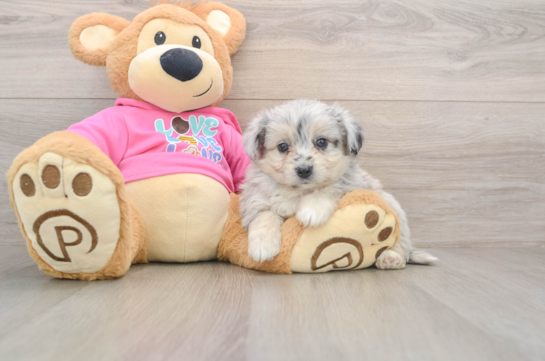 Little Aussie Bichon Designer Puppy