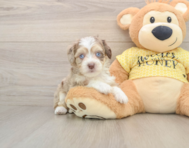 9 week old Aussiechon Puppy For Sale - Windy City Pups