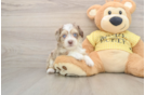 Best Aussiechon Baby