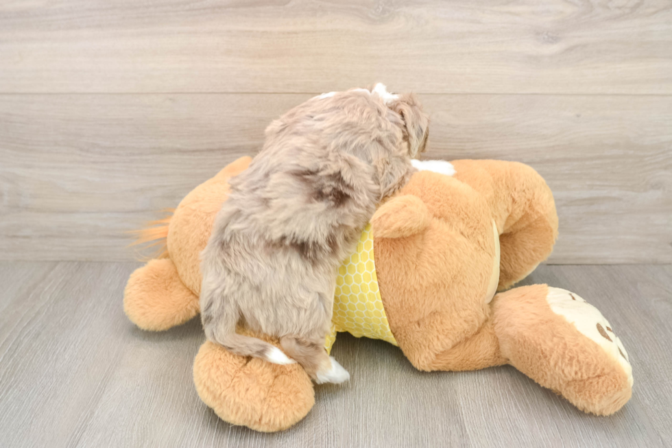 Smart Aussiechon Designer Pup