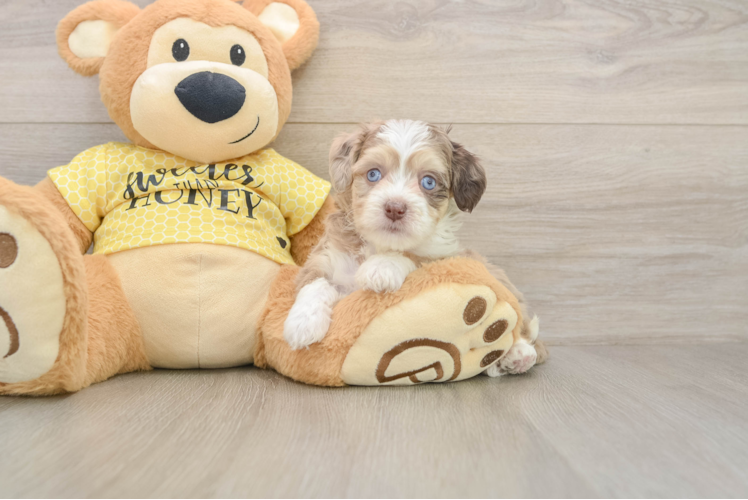 Aussiechon Puppy for Adoption