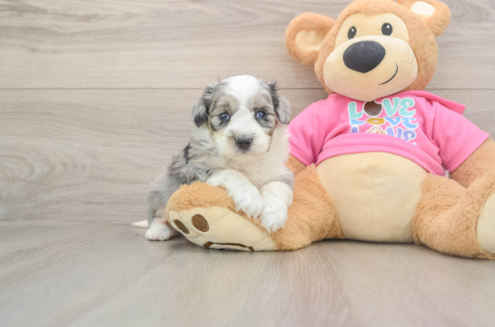 Aussiechon Puppy for Adoption