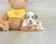 6 week old Aussiechon Puppy For Sale - Windy City Pups