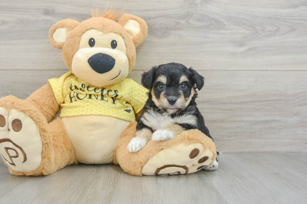 5 week old Aussiechon Puppy For Sale - Windy City Pups