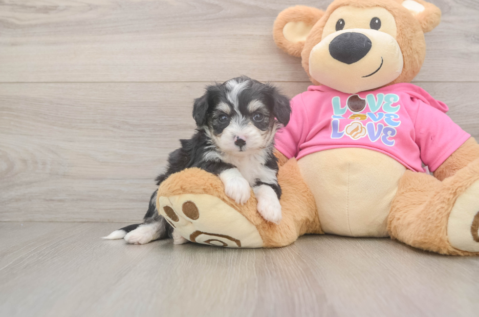 5 week old Aussiechon Puppy For Sale - Windy City Pups