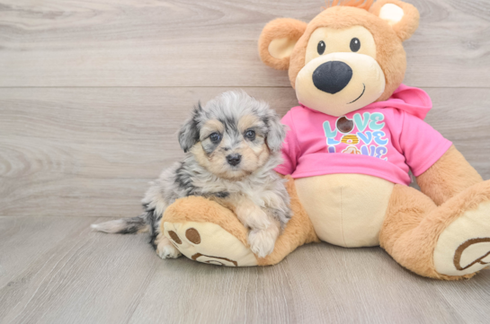 Hypoallergenic Aussie Bichon Designer Puppy