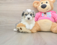 6 week old Aussiechon Puppy For Sale - Windy City Pups