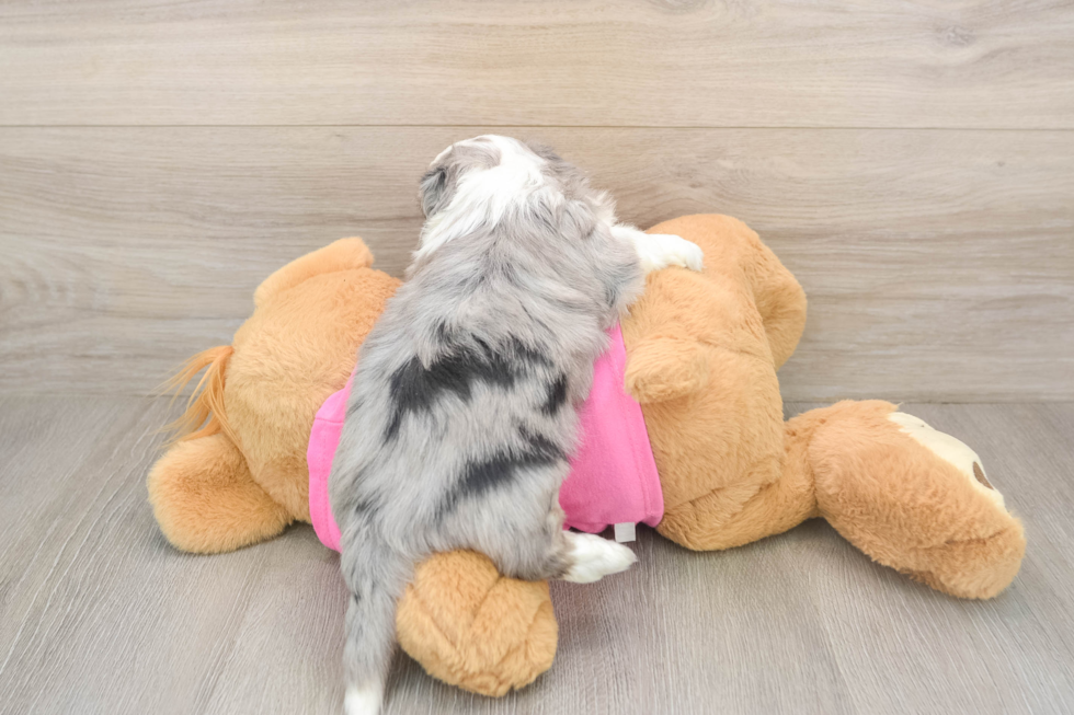 Sweet Aussiechon Baby