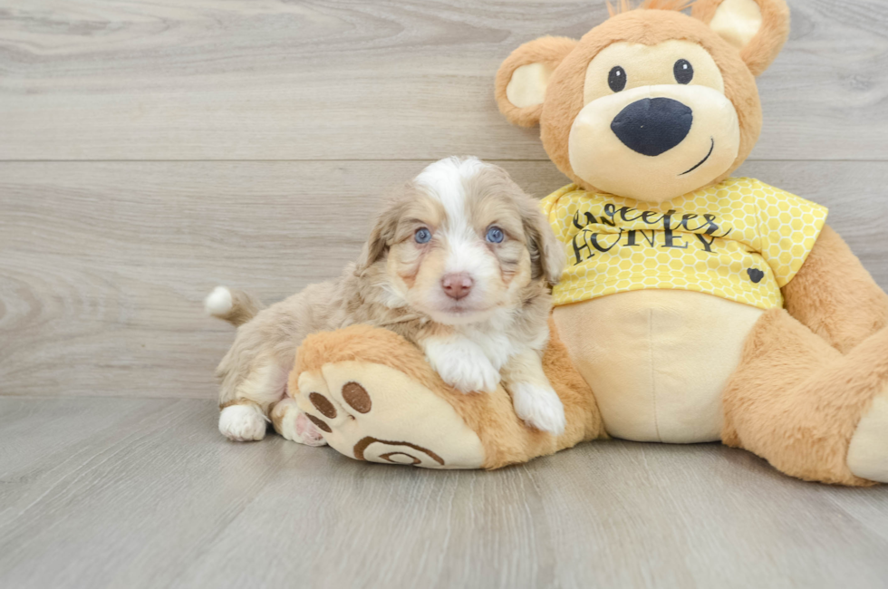 5 week old Aussiechon Puppy For Sale - Windy City Pups