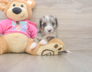 5 week old Aussiechon Puppy For Sale - Windy City Pups