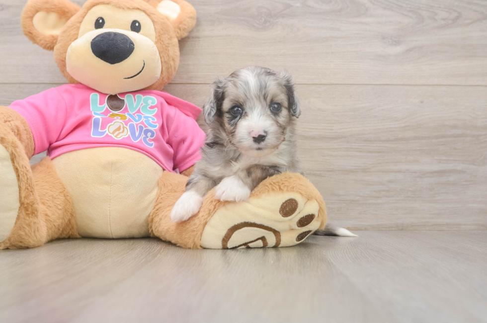 5 week old Aussiechon Puppy For Sale - Windy City Pups