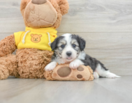 6 week old Aussiechon Puppy For Sale - Windy City Pups