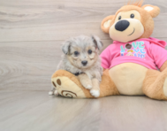 5 week old Aussiechon Puppy For Sale - Windy City Pups