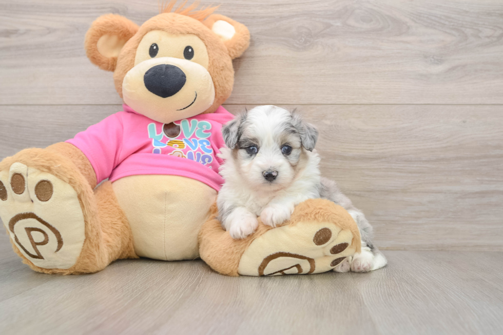 Aussiechon Puppy for Adoption