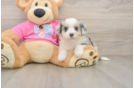 Funny Aussiechon Designer Pup