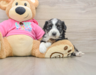 6 week old Aussiechon Puppy For Sale - Windy City Pups