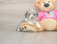 6 week old Aussiechon Puppy For Sale - Windy City Pups