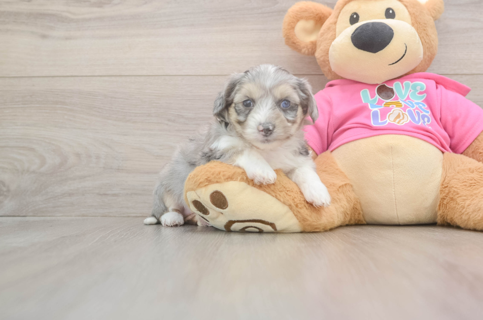6 week old Aussiechon Puppy For Sale - Windy City Pups