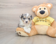 6 week old Aussiechon Puppy For Sale - Windy City Pups