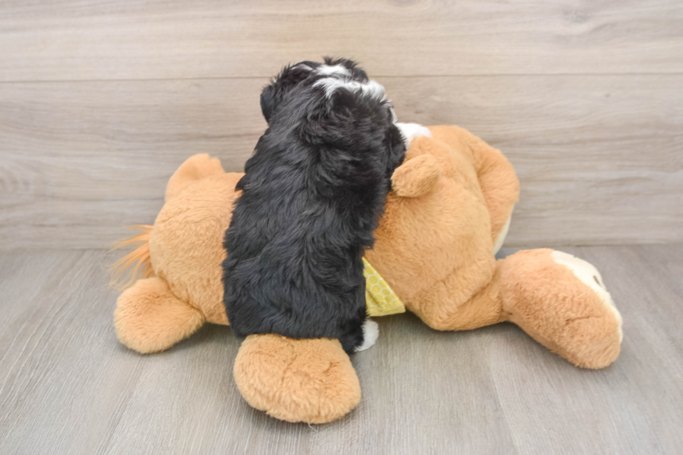 Petite Aussiechon Designer Pup