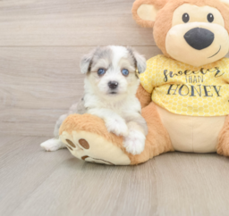 5 week old Aussiechon Puppy For Sale - Windy City Pups